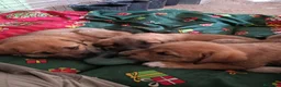 Mastín Español perros en venta: Cachorros de mastin - Anuncio 1