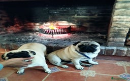 Carlino - Pug perros en venta: Carlino macho - Imagen 4