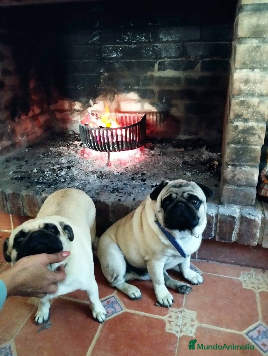 Carlino - Pug perros en venta: Carlino macho - Imagen 4