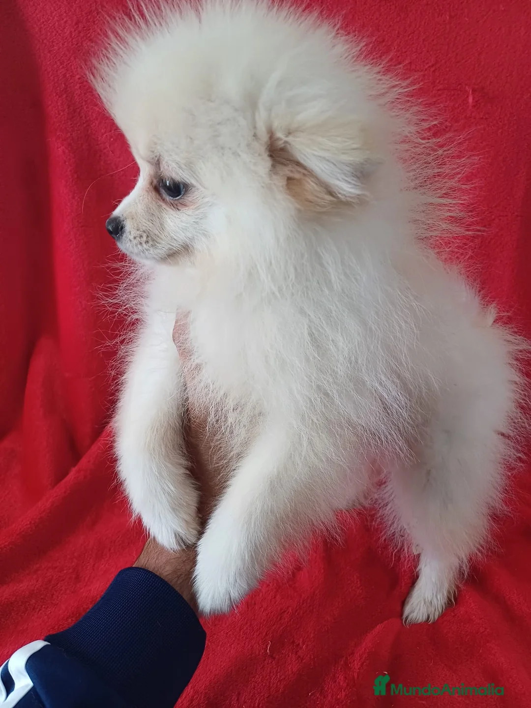 Pomerania perros en venta: Pomerania Standar  - Anuncio 2