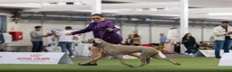 Weimaraner perros en venta: Cachorros weimaraner  - Anuncio 2