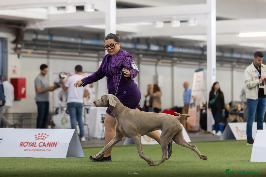 Weimaraner perros en venta: Cachorros weimaraner  - Anuncio 2
