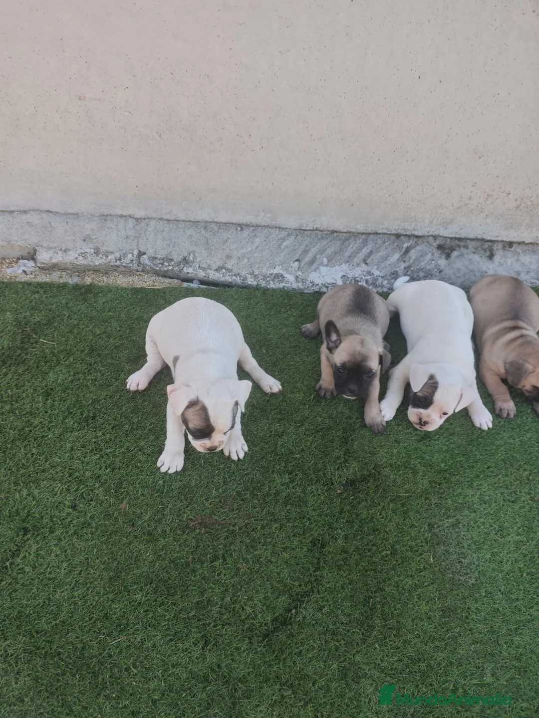 Bulldog Francés perros en venta: Bulldog francés 🐶🐾 en Málaga - Anuncio 5
