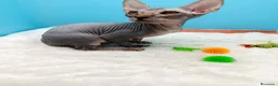Sphynx gatos en venta: Gatitos Egipcios  - Anuncio 18