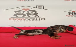Teckel perros en venta: Teckel - Imagen 1