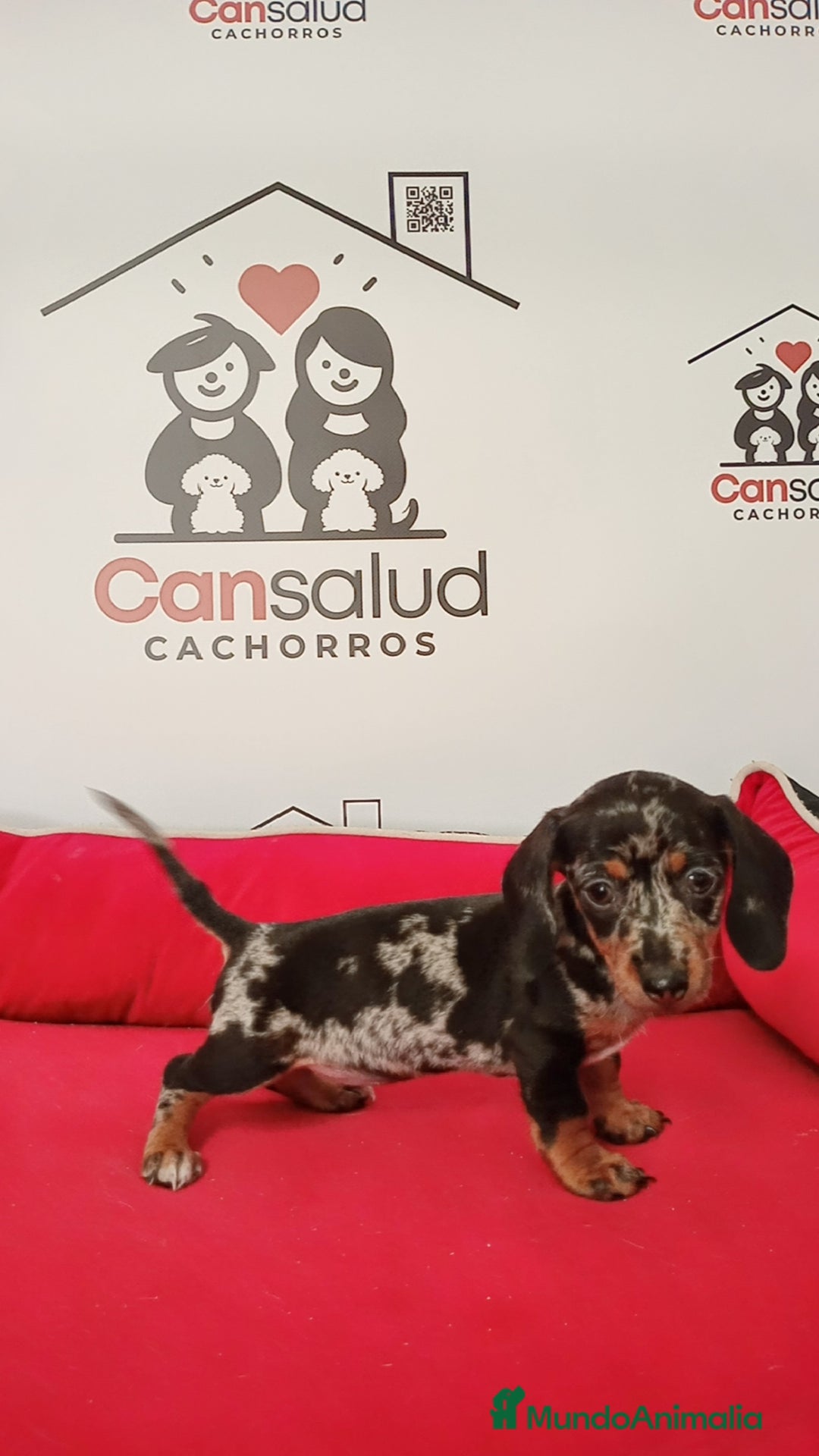 Teckel perros en venta: Teckel - Imagen 1