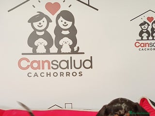 Teckel perros - Anuncio 9