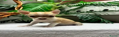 Chihuahua 5