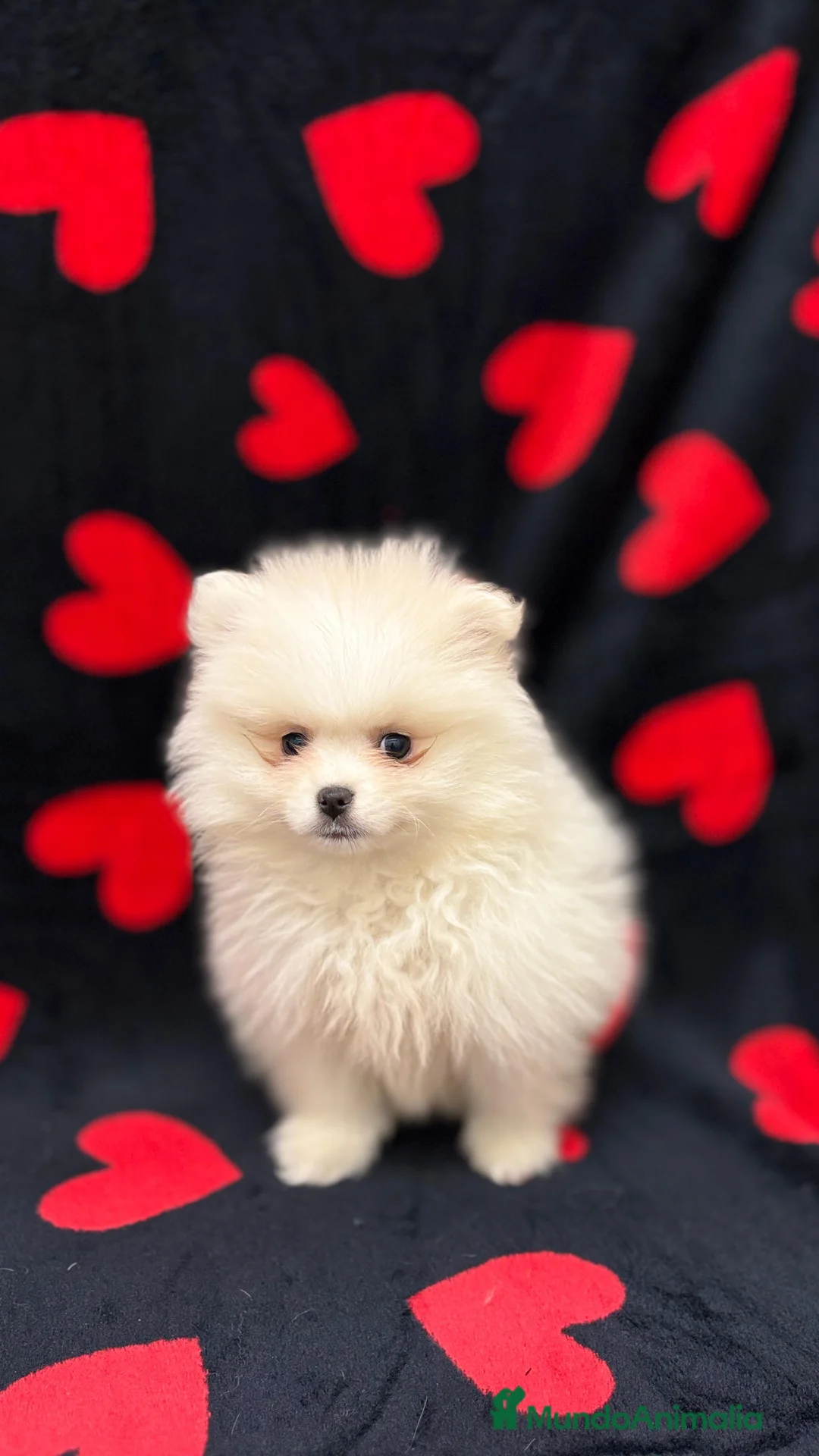 Pomerania perros en venta: Pomerania  - Anuncio 1