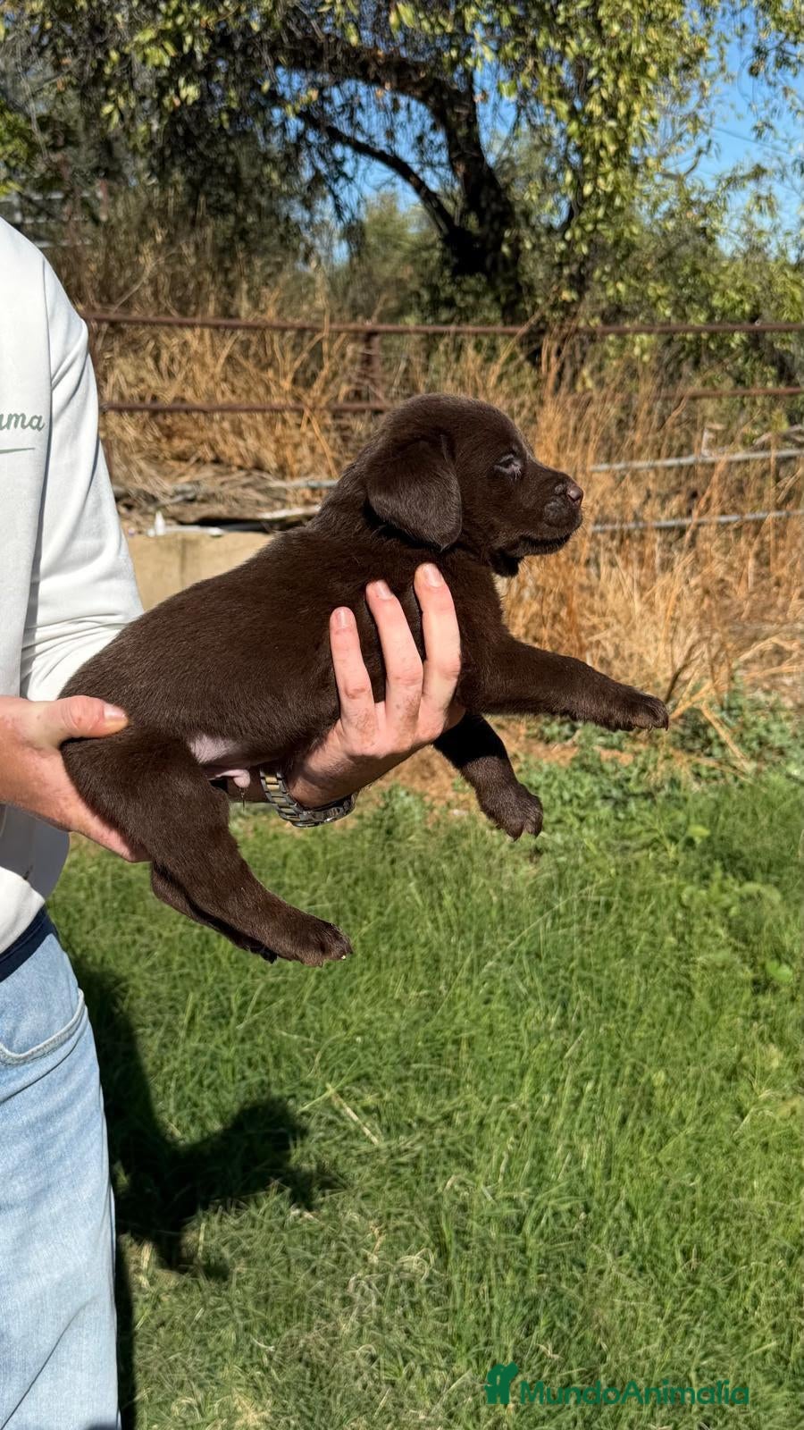 Labrador Retriever perros en venta: Labrador Retriever - Anuncio 1