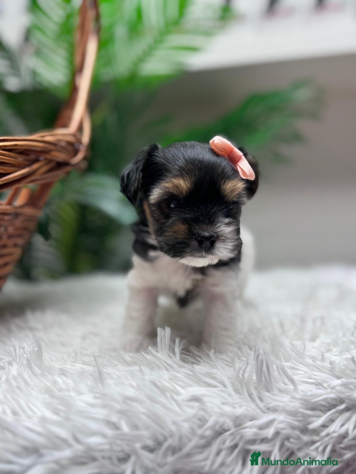 Yorkshire Terrier perros YORKSHIRE BIEWER HEMBRA - Anuncio 2