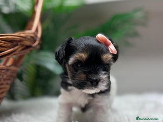 Yorkshire Terrier perros YORKSHIRE BIEWER HEMBRA - Anuncio 1