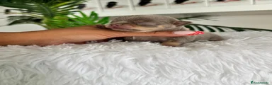 Chihuahua 1