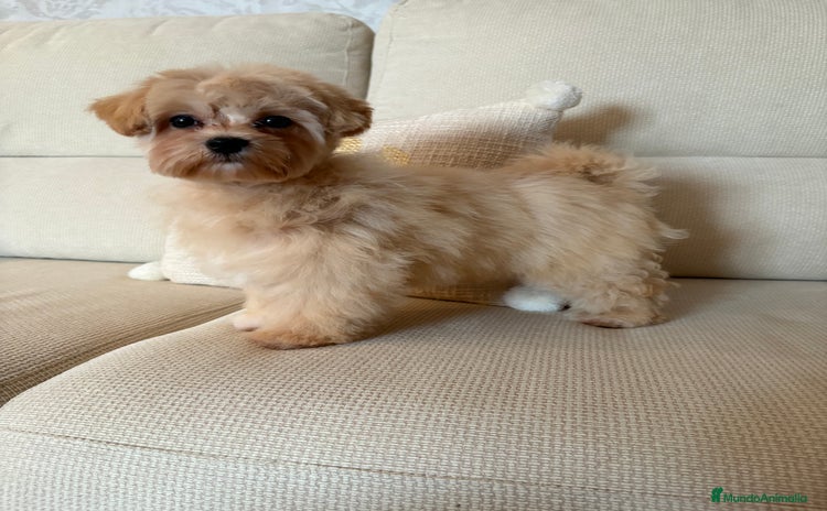 Maltipoo perros - Propaganda 7