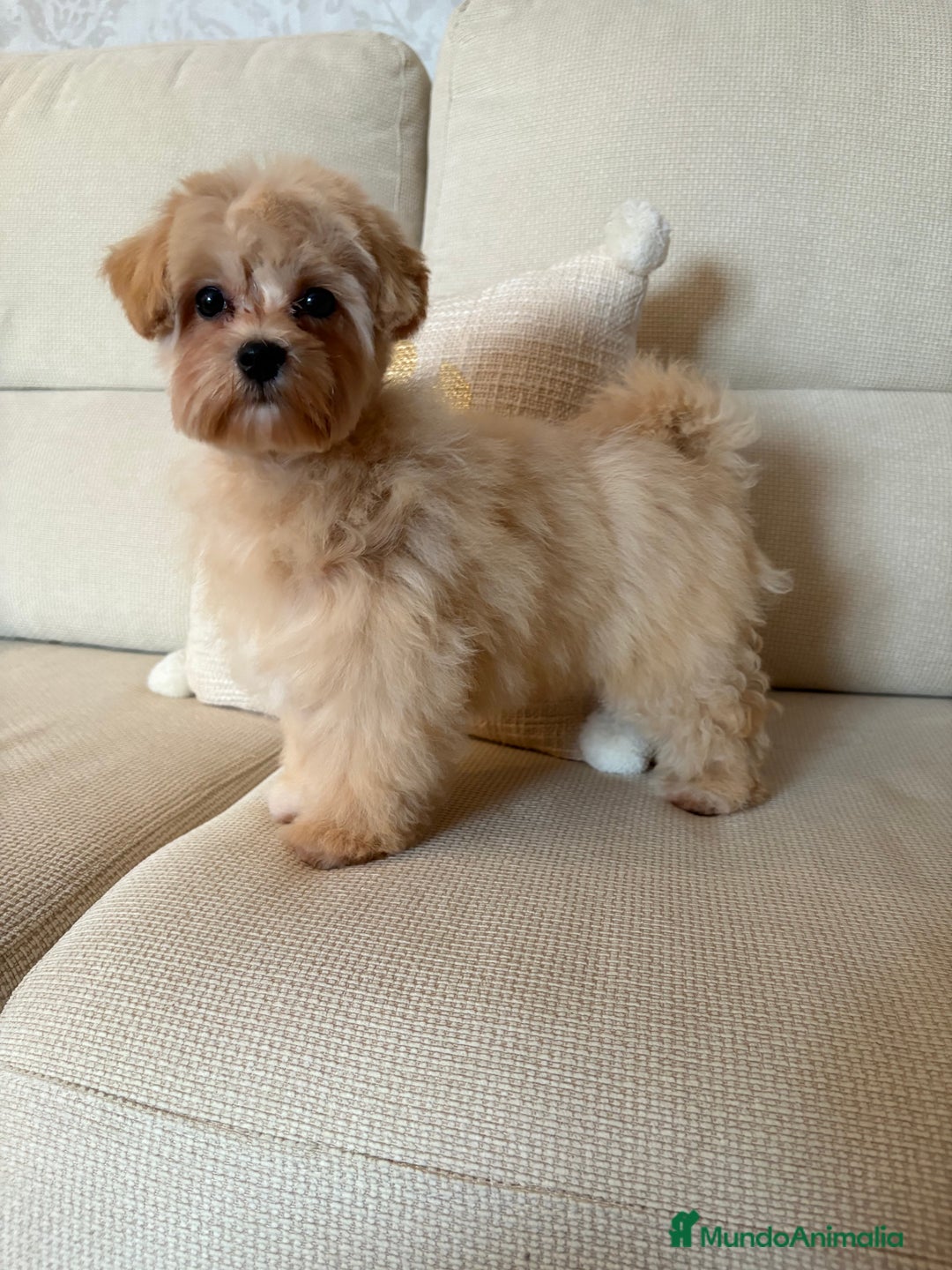 Maltipoo perros en venta: Maltipoo Toy tamaño garantizado  - Imagen 1