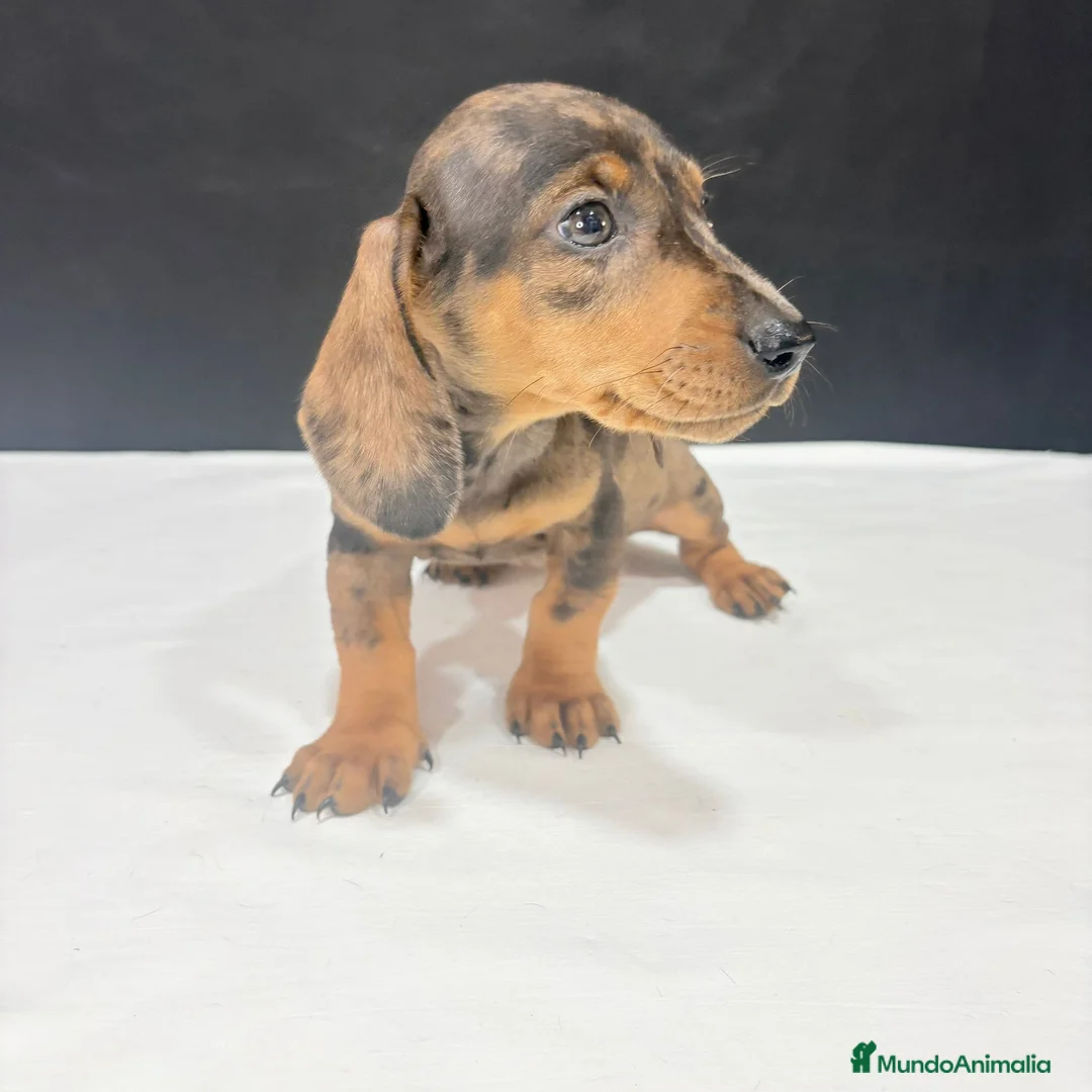 Teckel Miniatura perros en venta: Teckel Miniatura  - Anuncio 2