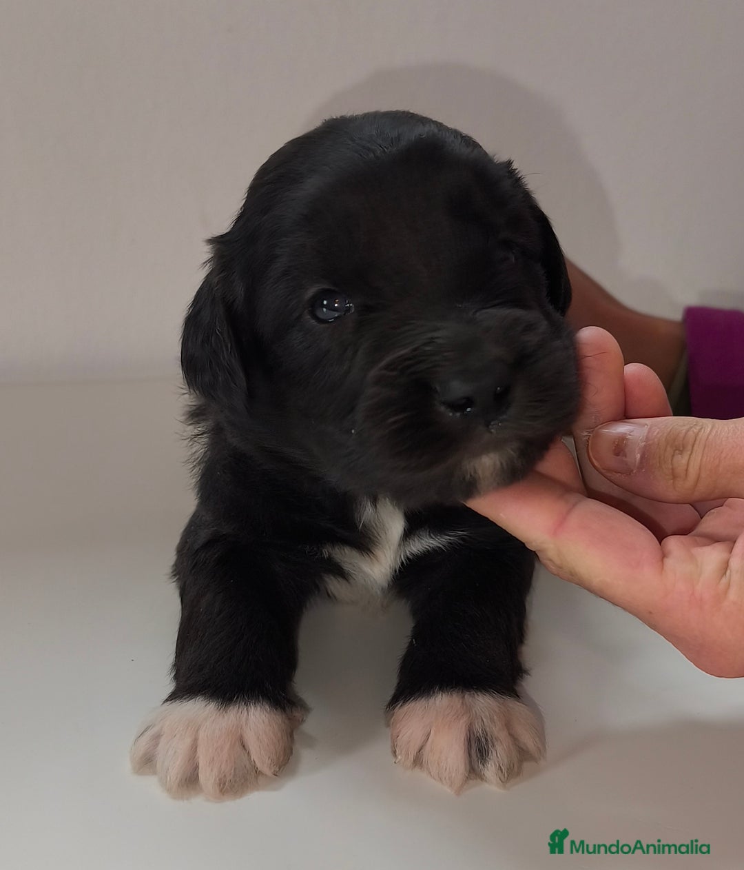 Raza Mixta perros en venta: Cachorros bordoodle/borderpoo! - Anuncio 5