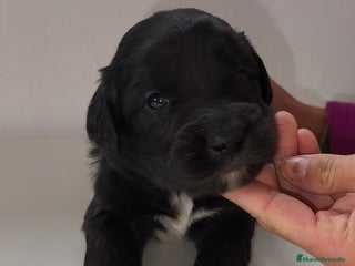 Raza Mixta perros Cachorros cruce de caniche x border collie - Anuncio 1