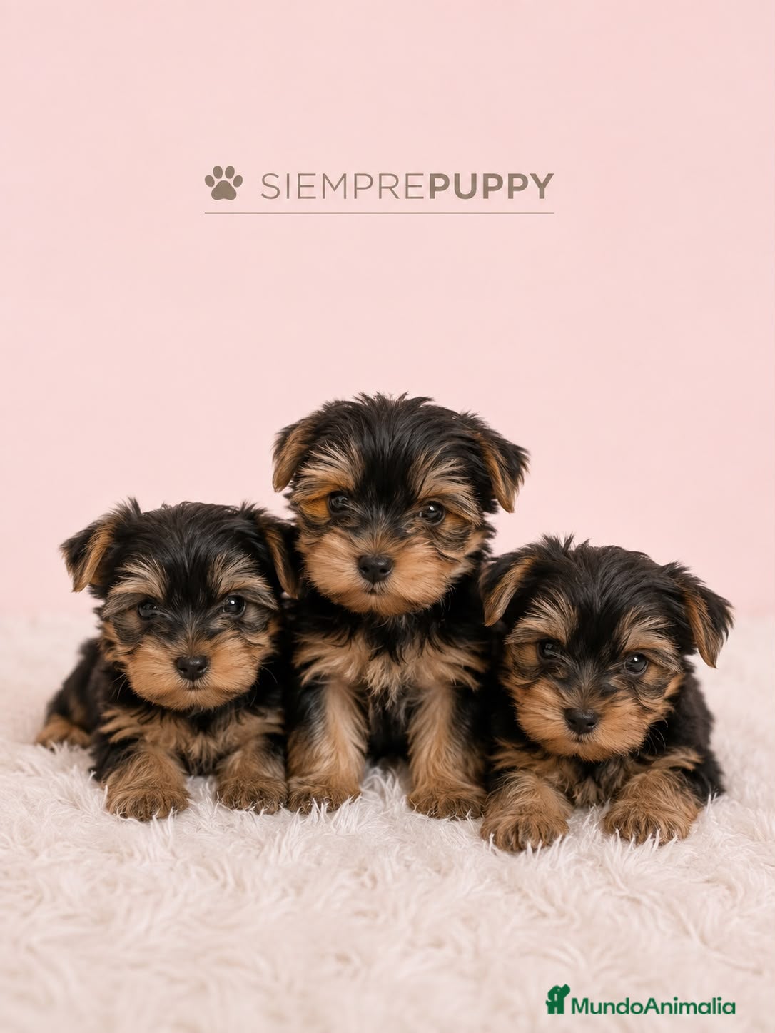 Yorkshire Terrier perros YORKSHRIE MINI TOY - Anuncio 2