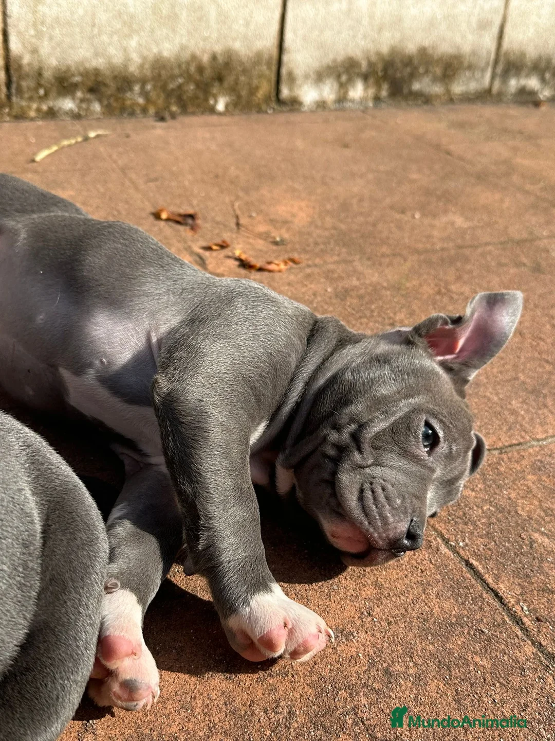 American Bully perros en venta: Hembra de American Bully - Anuncio 1
