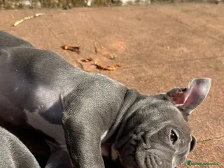 American Bully perros Hembra de American Bully - Anuncio 1