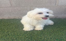 Bichón Maltés perros en venta: Bichon maltes - Imagen 4
