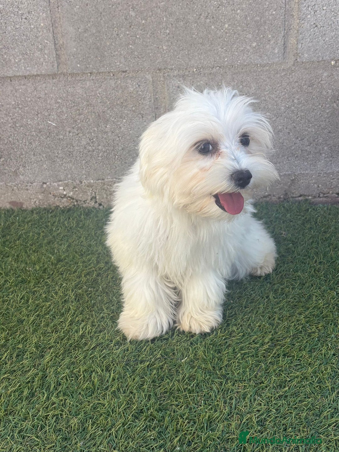 Bichón Maltés perros en venta: Bichon maltes - Imagen 4