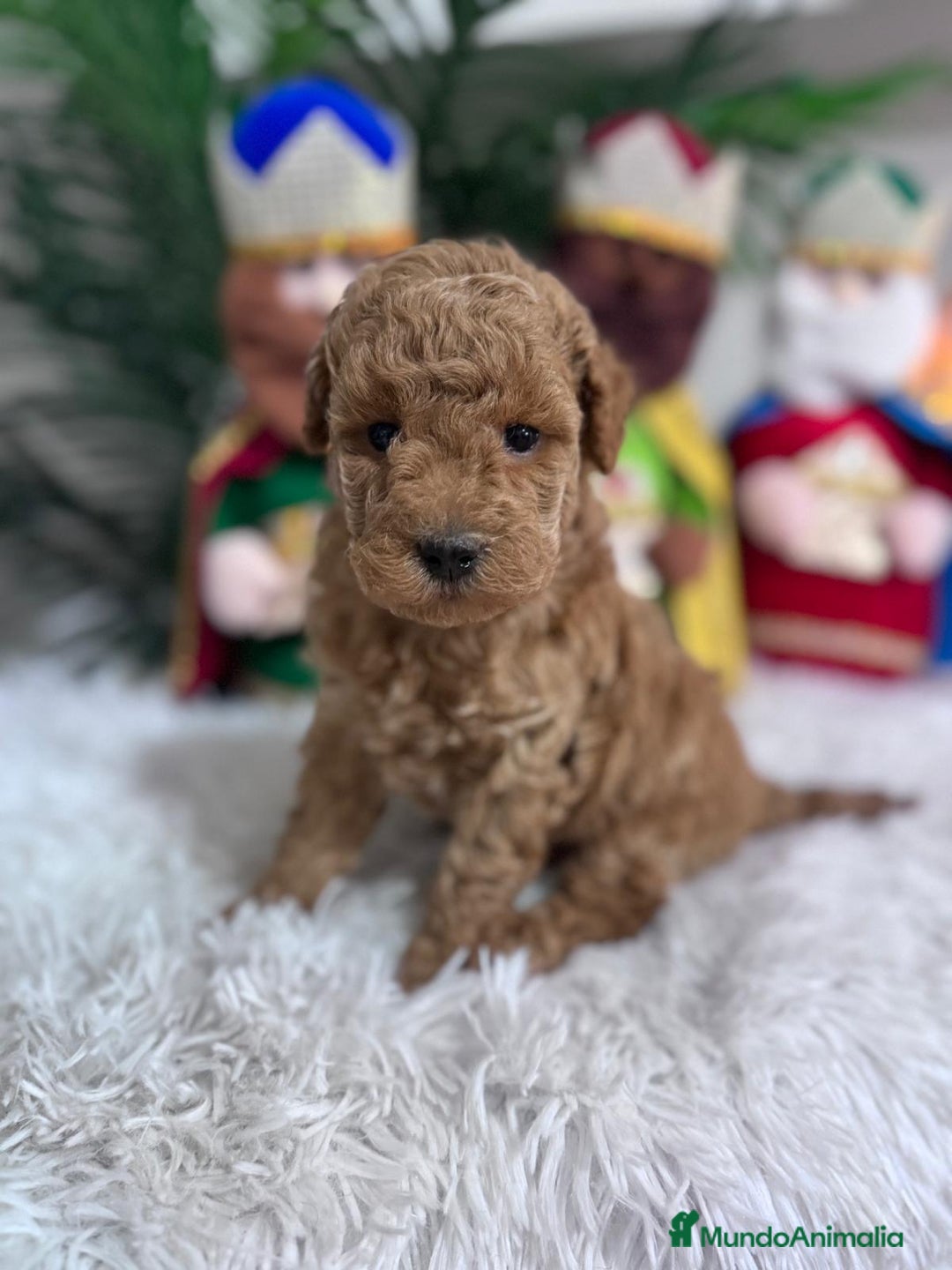 Caniche Toy perros en venta: CANICHE TOY - Anuncio 12