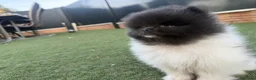 Pomerania perros en venta: Pomeranias exclusivos / alta selección  - Anuncio 5