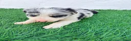Border Collie perros en venta: Border Collie merle blue - Anuncio 9