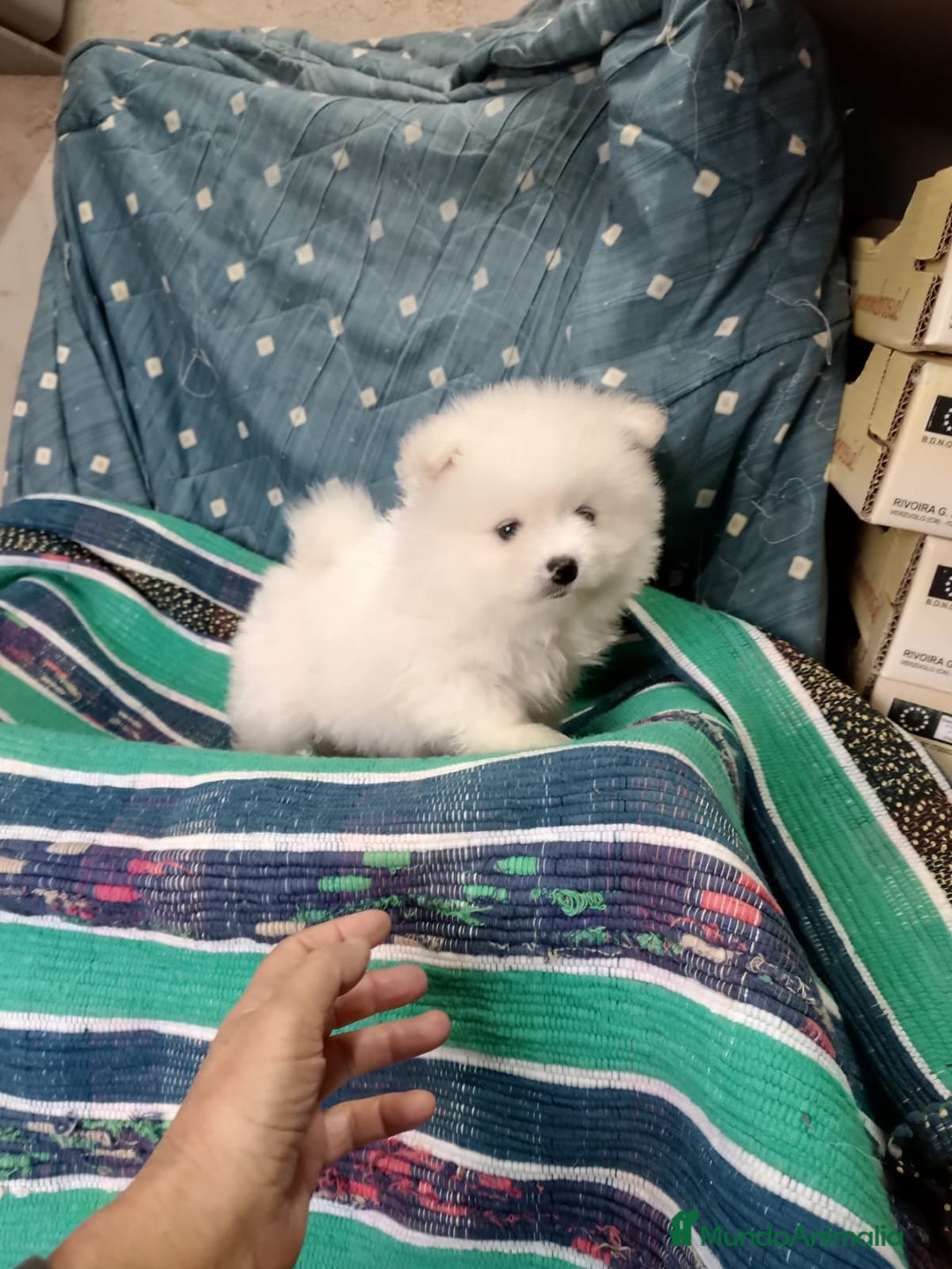 Pomerania perros en venta: MACHITO DE POMERANIA - Anuncio 3