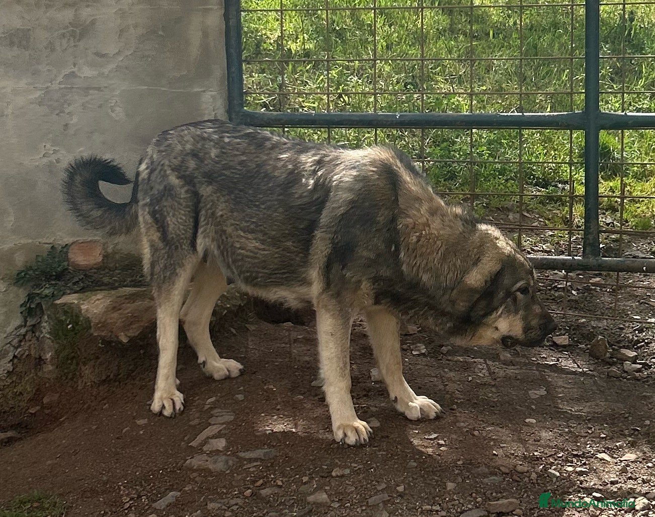 Mastín Español perros en venta: Mastín Español  - Anuncio 4