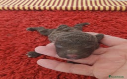 Perro de Agua Español perros en venta: Cachorro perro de aguas - Imagen 2