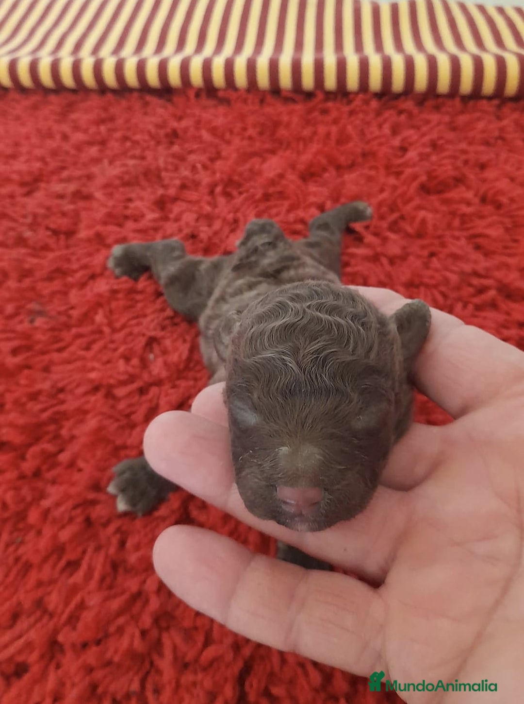 Perro de Agua Español perros en venta: Cachorro perro de aguas - Imagen 2