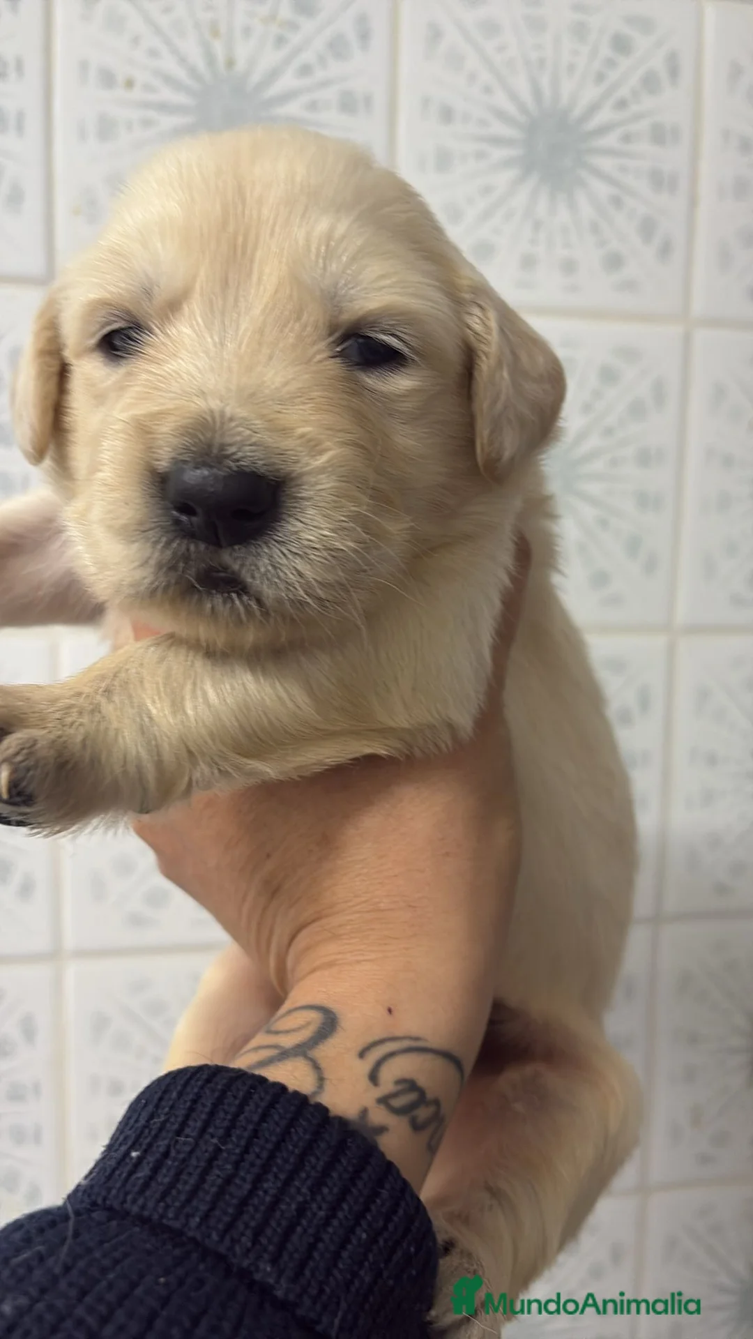 Golden Retriever perros en venta: Golden retriever - Anuncio 4