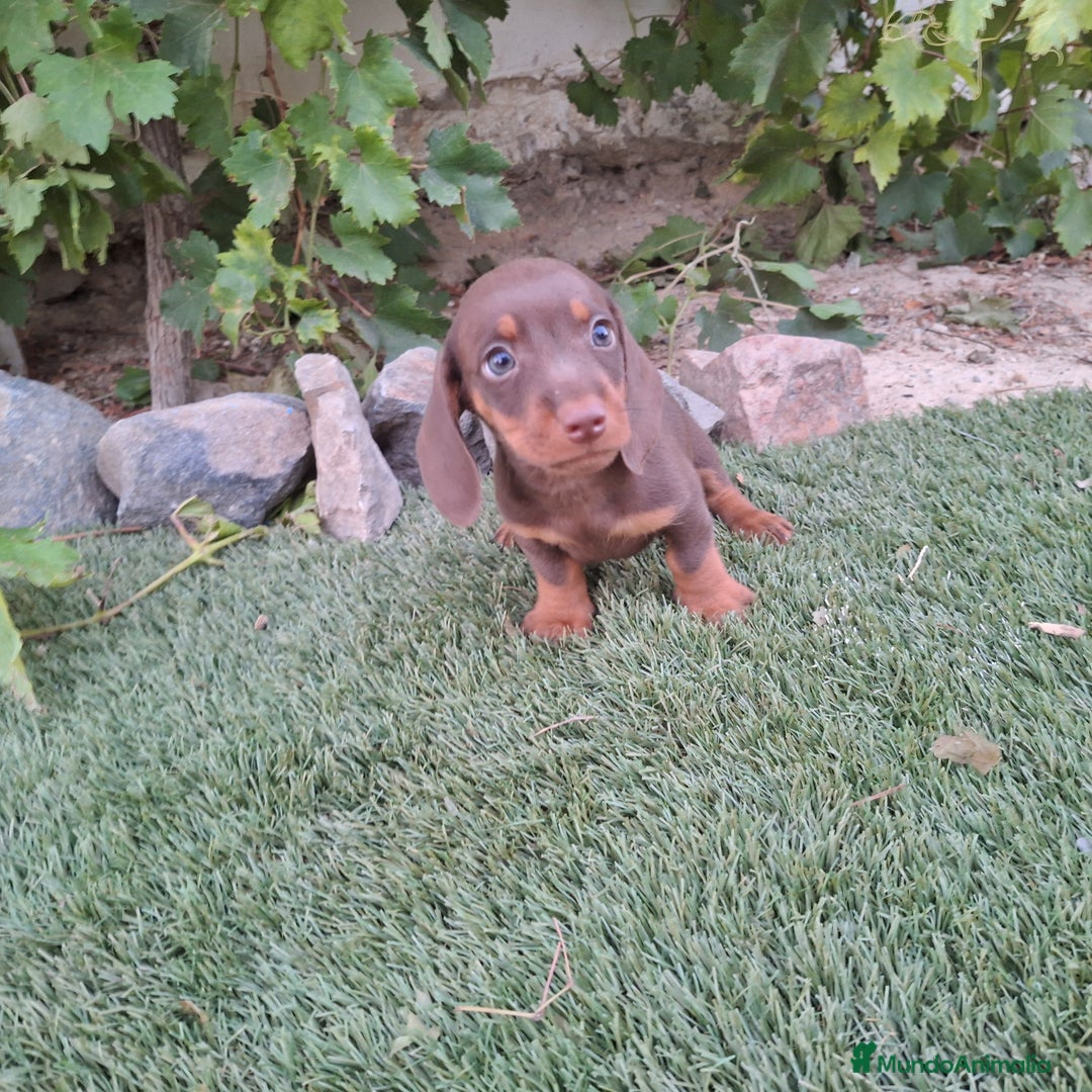 Teckel Miniatura perros en venta: TECKEL KANINCHEN CHOCOLATE  - Imagen 1