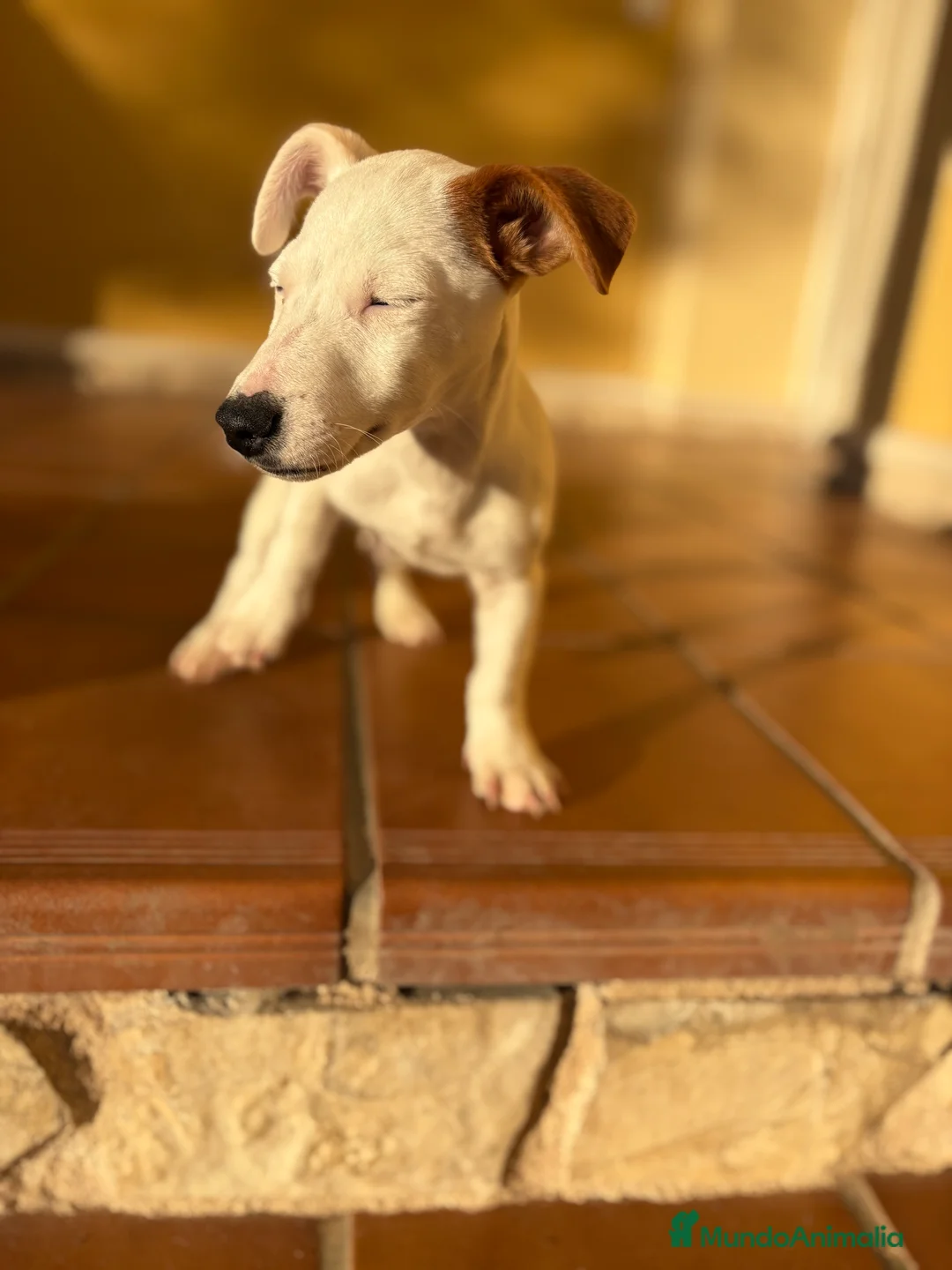 Jack Russell Terrier perros en venta: Cachorro macho de Jack Russell  - Anuncio 25
