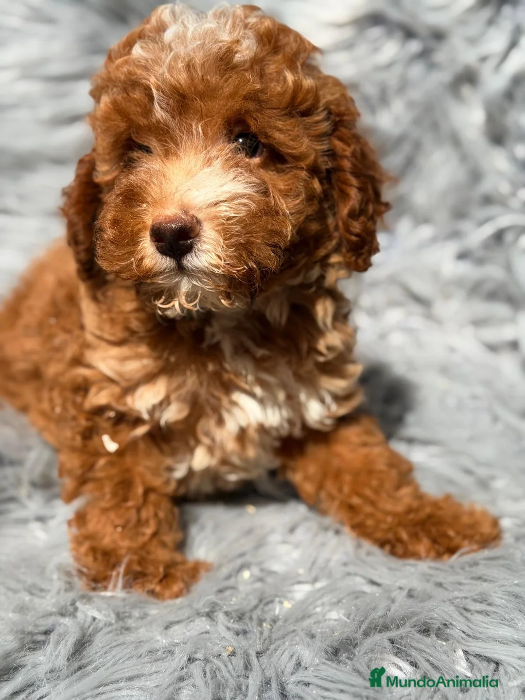 Maltipoo perros en venta: Maltipoo🚹 - Anuncio 1