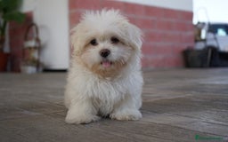 Maltipoo perros en venta: 🐾 Snow – Maltipoo macho blanco marfil 🐾 - Imagen 4