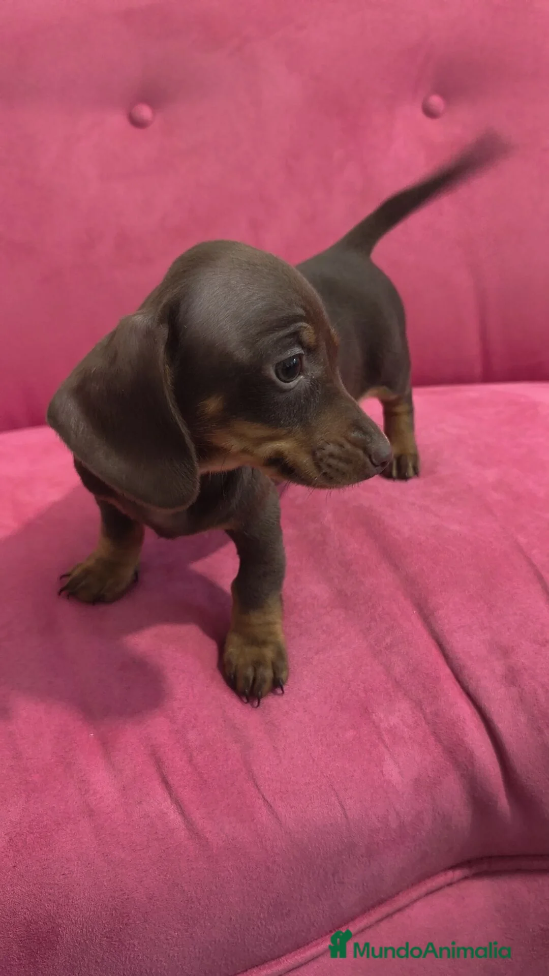 Teckel Miniatura perros en venta: TECKEL MINIATURA DISPONIBLES  - Anuncio 13