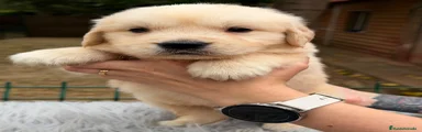 Golden Retriever 4
