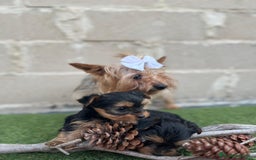 Yorkshire Terrier perros en venta: Ultimo machito - Imagen 3