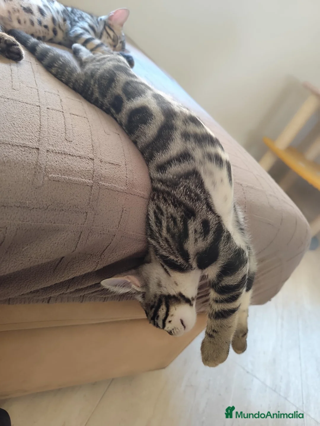 Bengalí gatos en venta: Preciosos gatitos bengali  - Anuncio 7