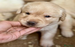 Labrador Retriever perros en venta: LABRADORES AMARILLOS DISPONIBLES - Imagen 4