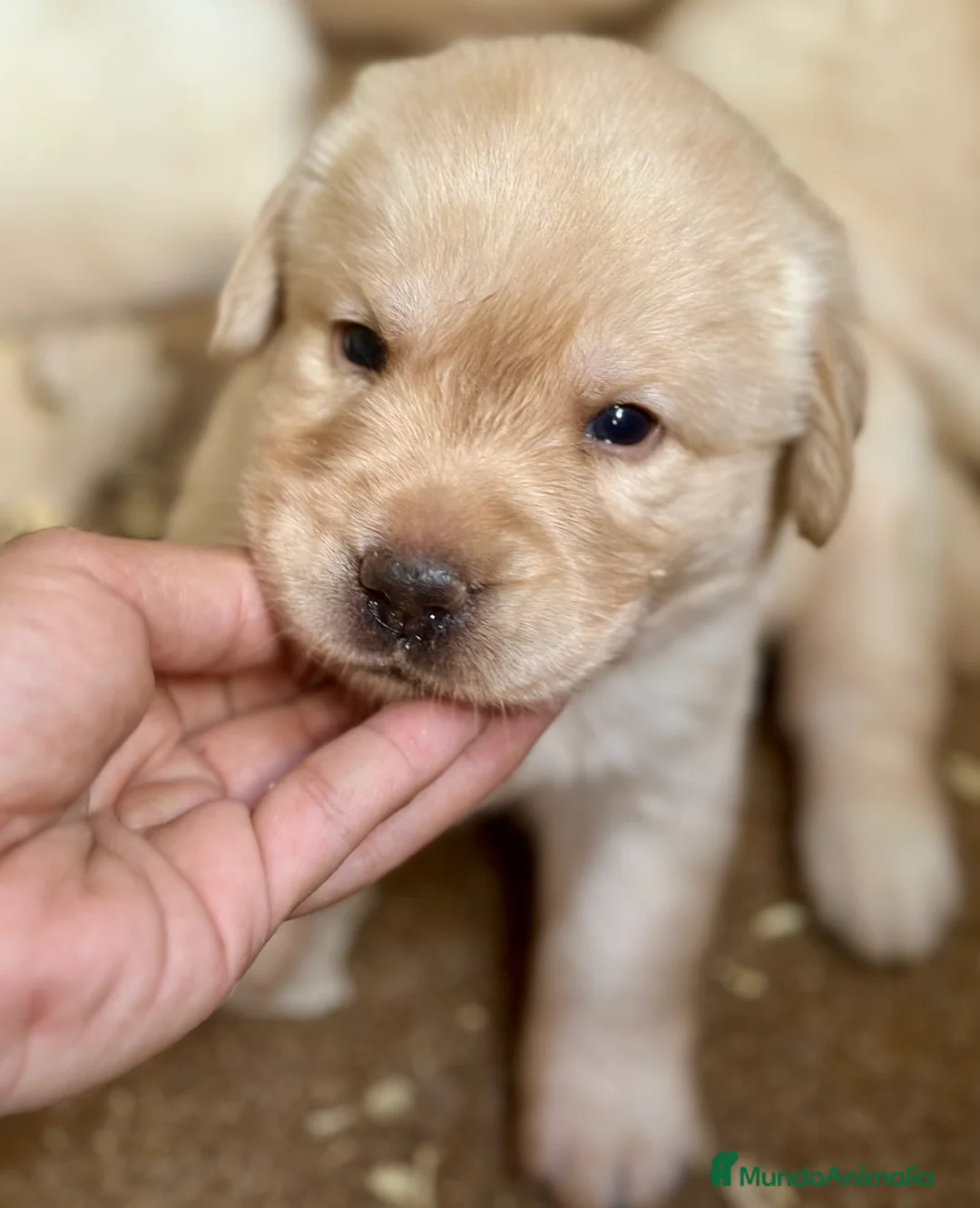 Labrador Retriever perros en venta: LABRADORES AMARILLOS DISPONIBLES - Anuncio 4