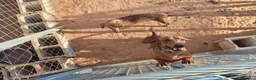 Teckel perros en venta: Teckel estándar  - Anuncio 3