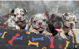 Bulldog Francés perros en venta: Bulldog francés exclusivos colores premium - Imagen 1