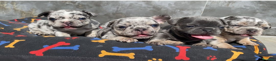 Bulldog Francés Merle 