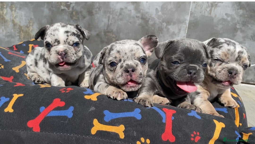 Bulldog Francés perros en venta: Bulldog francés exclusivos colores premium - Imagen 1