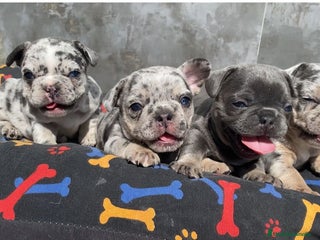 Bulldog Francés perros - Anuncio 1